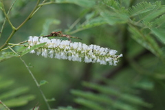 Acacia ferruginea